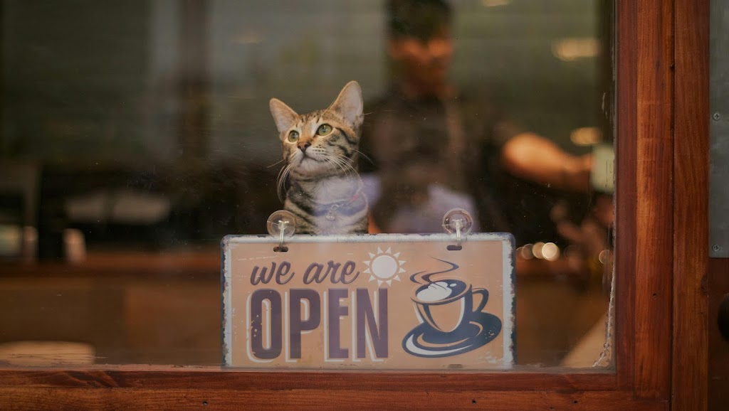 El Cat Café solidario que ofrece hogar a gatitos en Vigo