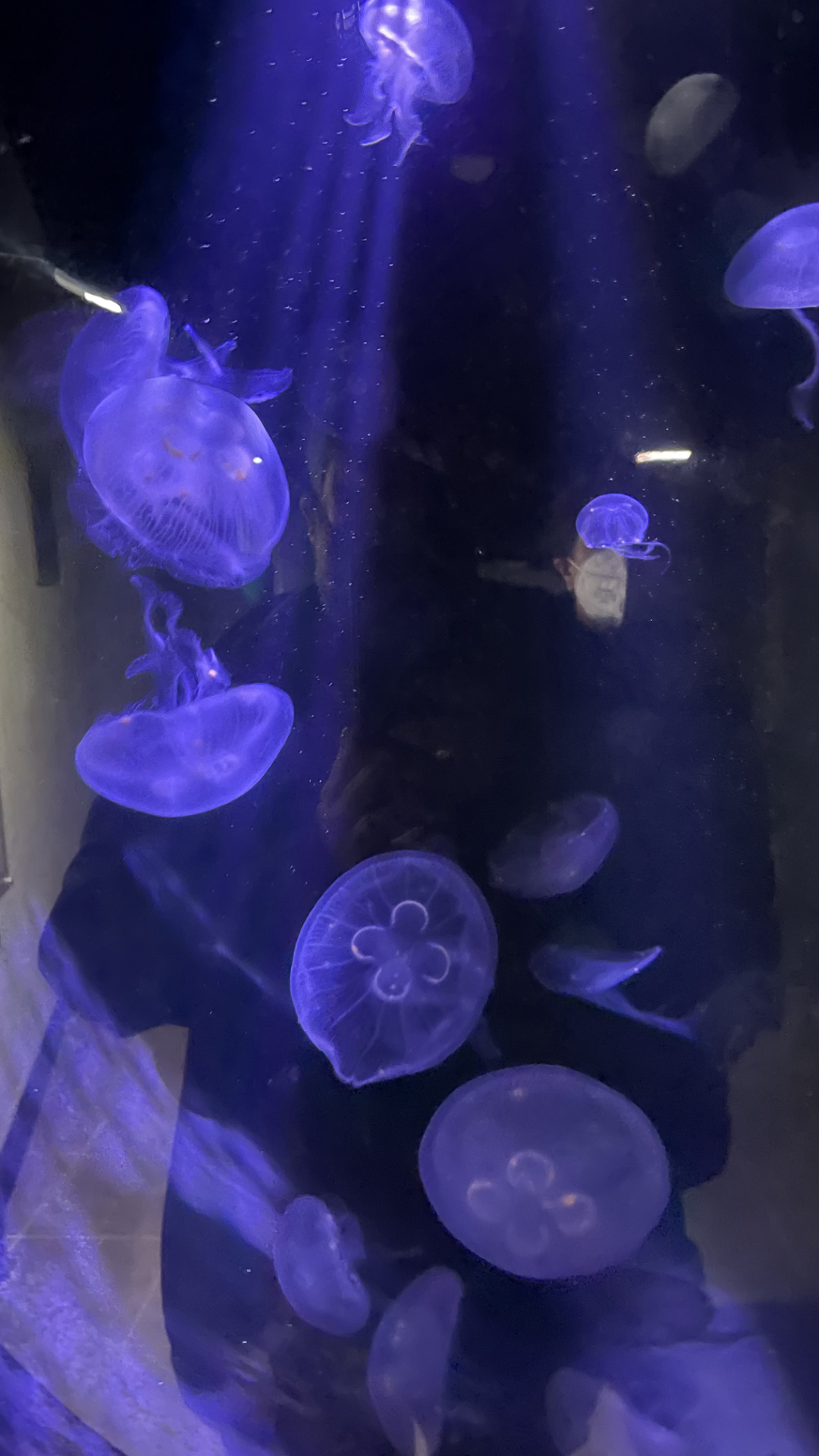 O Grove acuario