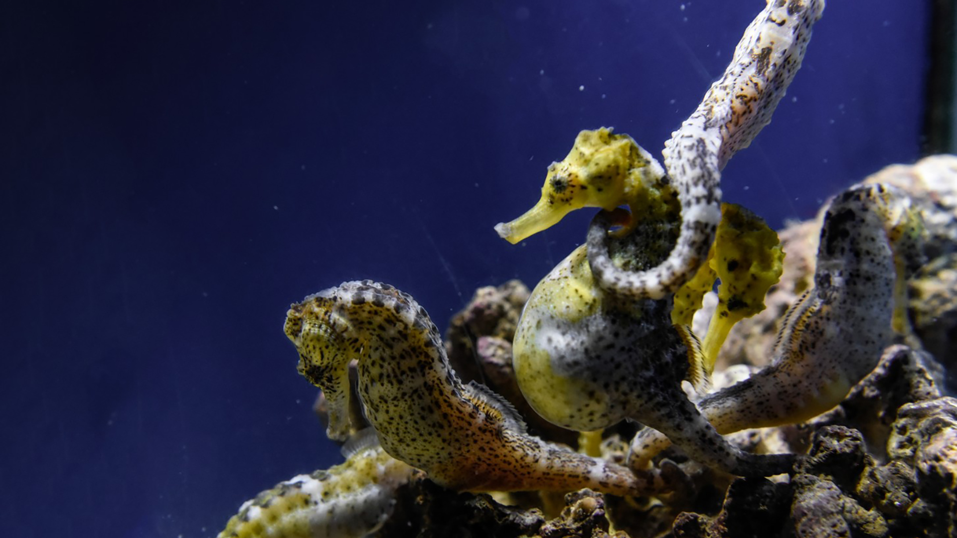 O Grove acuario