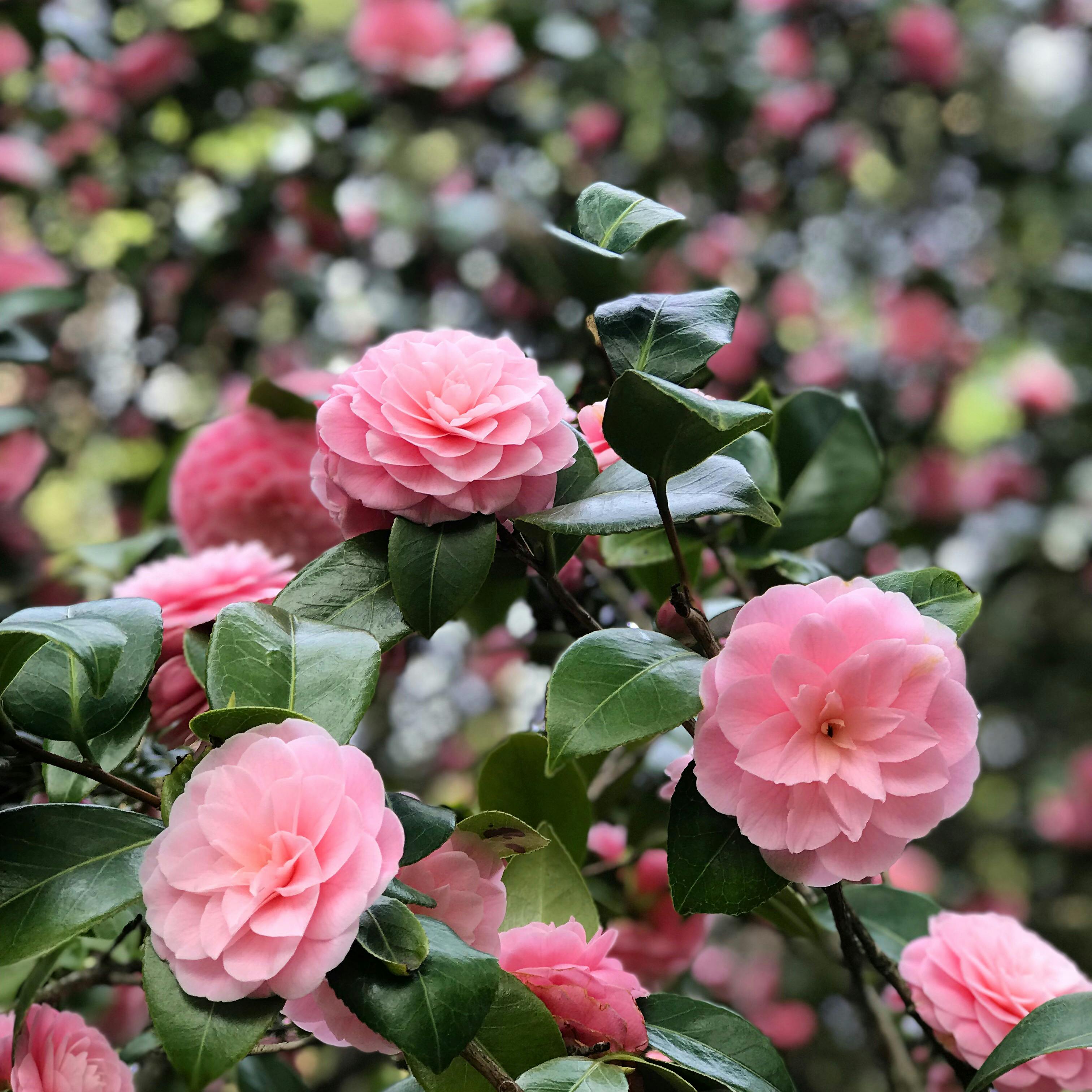Ruta de la Camelia