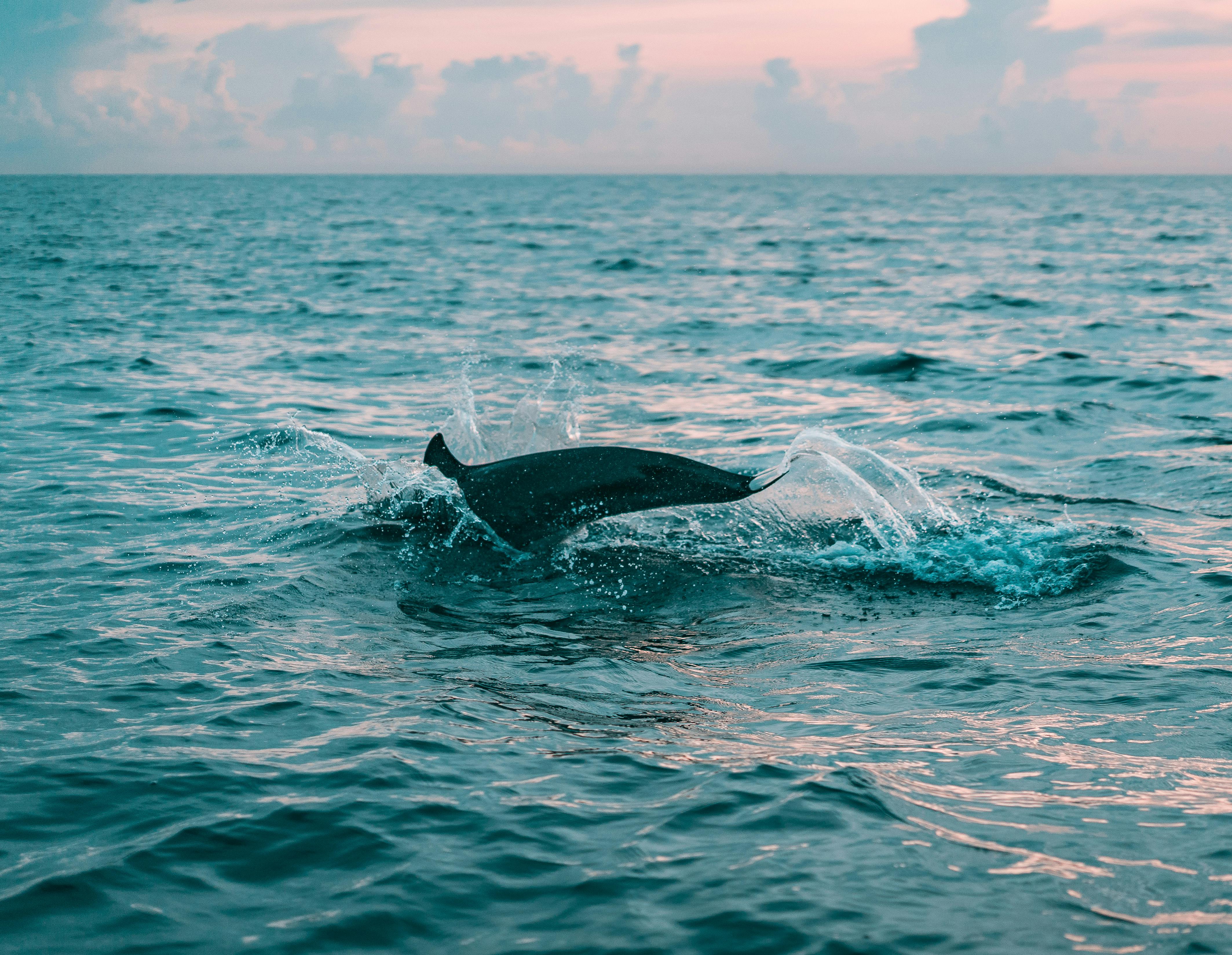 cabo ortegal - avistamiento de aves y cetaceos