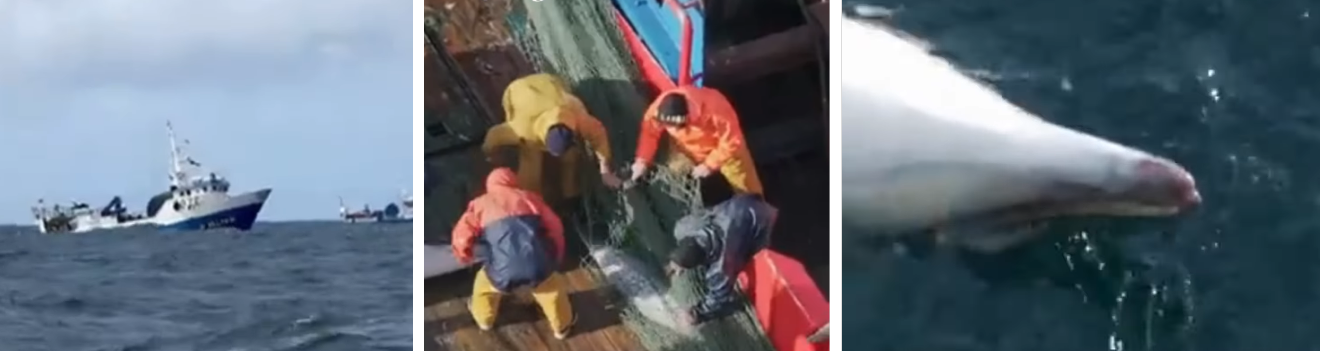 Denuncian la captura de delfines en Vigo y urgen medidas para proteger la fauna marina