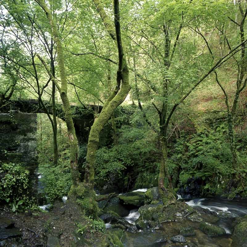 Parque Natural Fraga de Eume