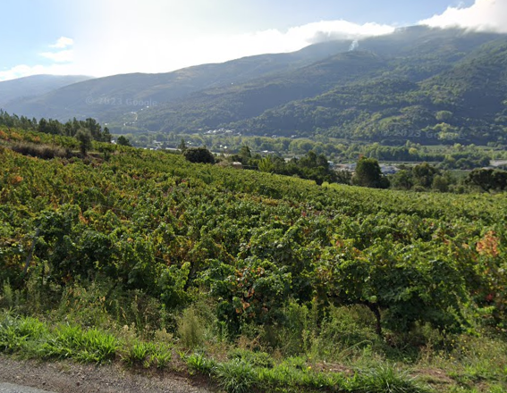 Viñedo Valdeorras