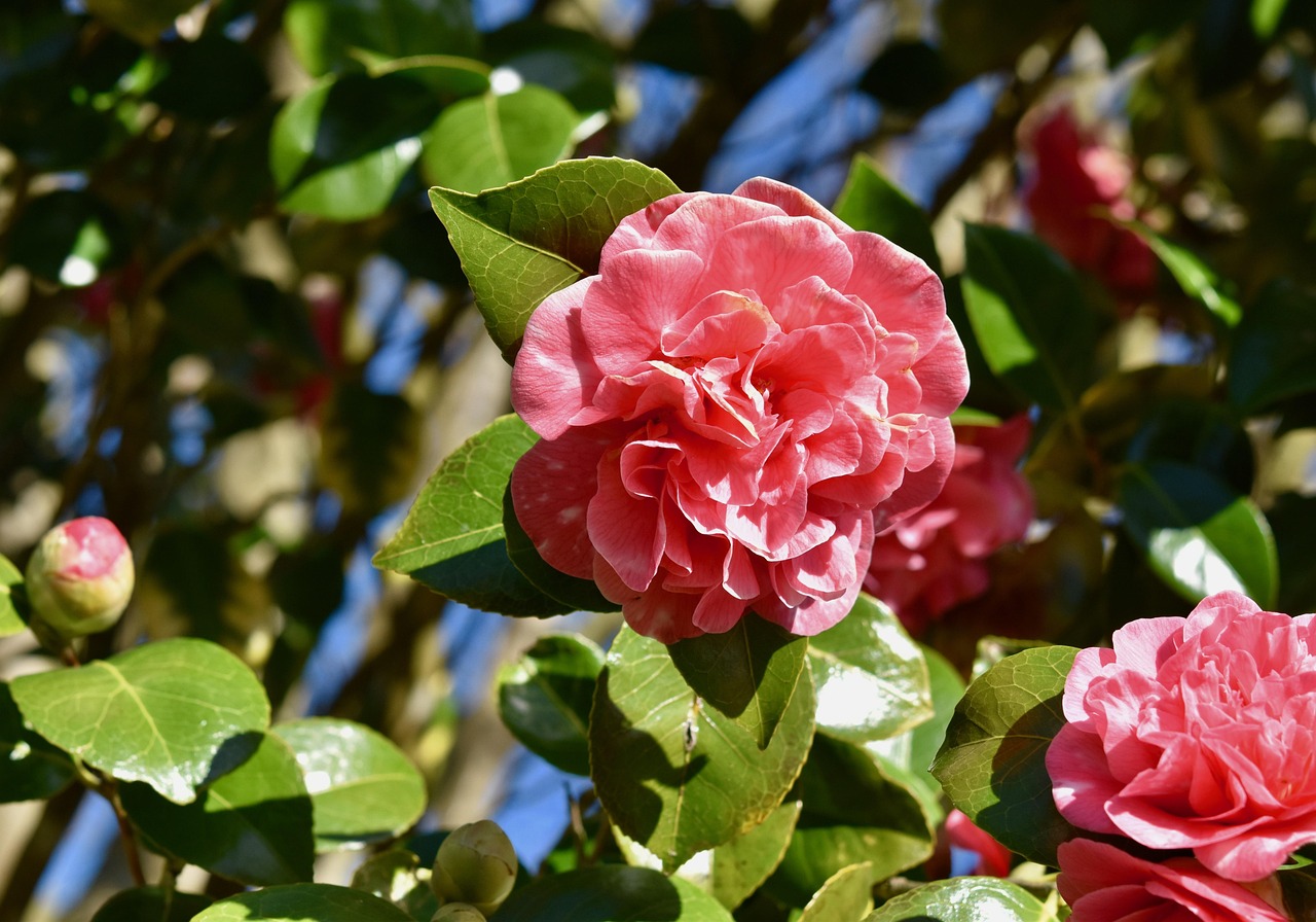 CAMELIA