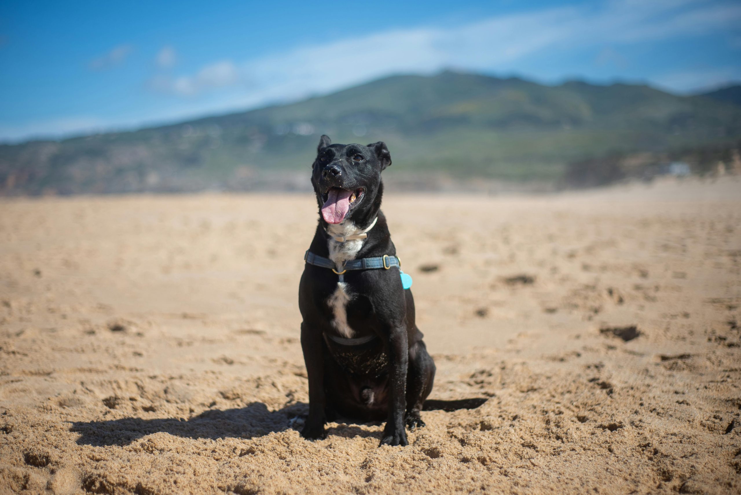 Las mejores playas para perros en Galicia este verano 2025