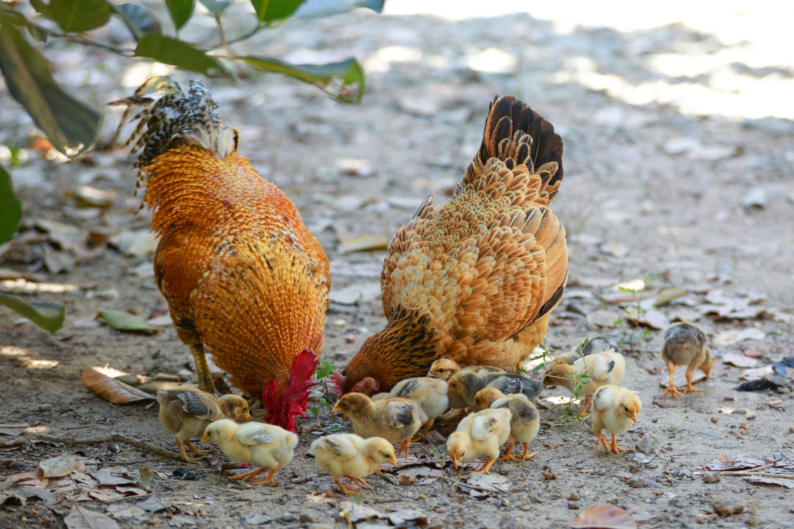 Las gallinas ya no podrán andar “a sus anchas”: ahora hay que registrarlas