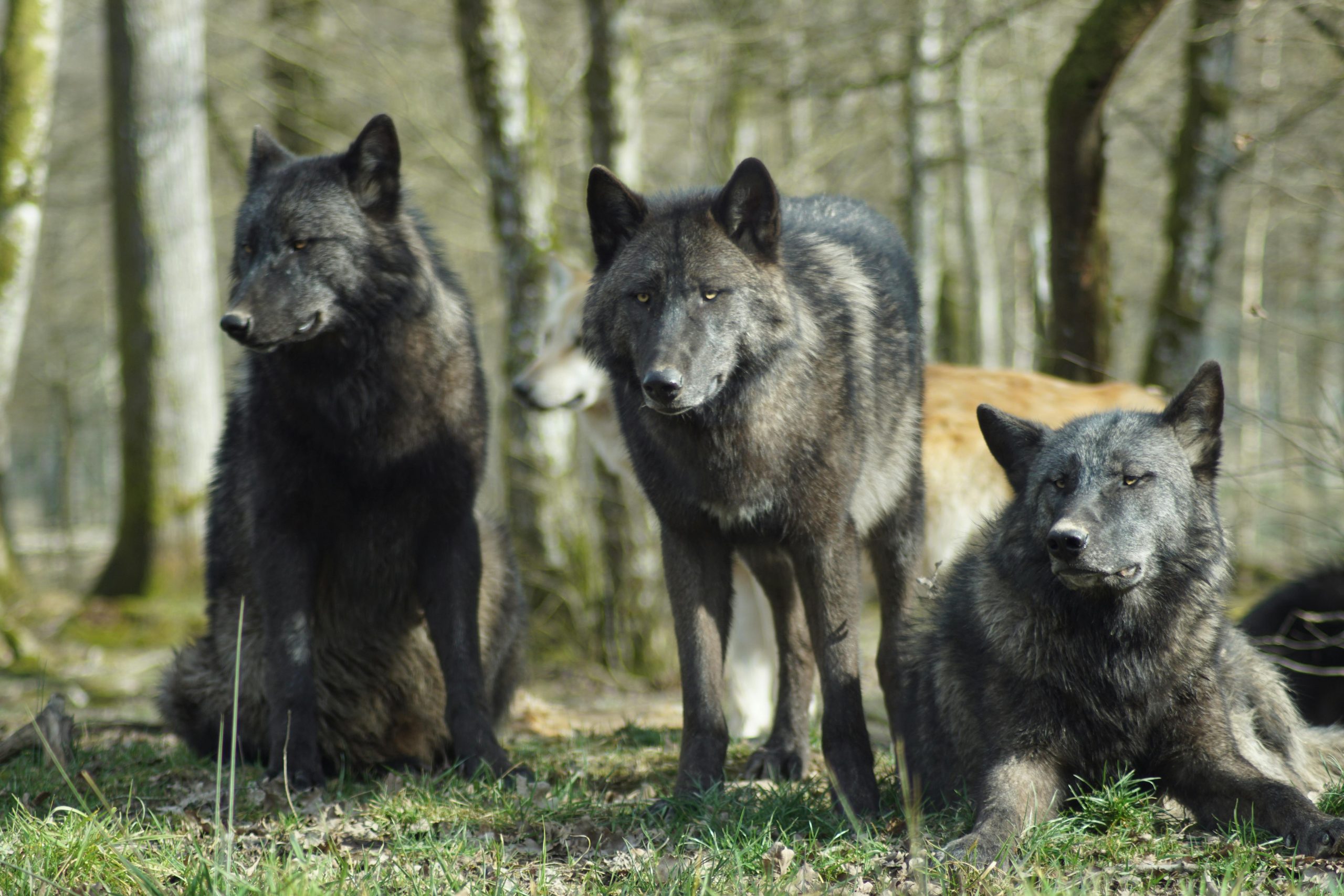 Lobos del Mustallar