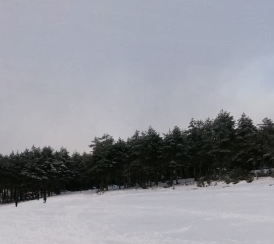 Bosque de Bidueiros (abedules)