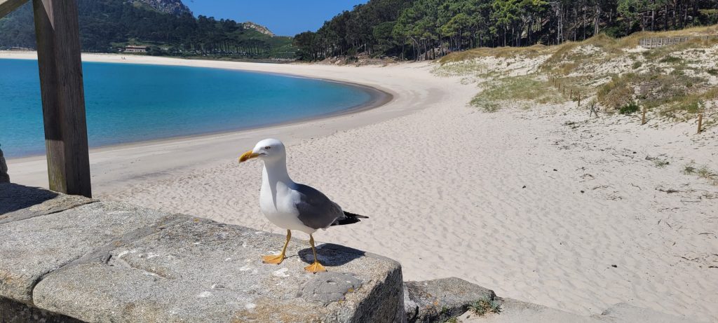 Desaparición Gaviota Patiamarilla