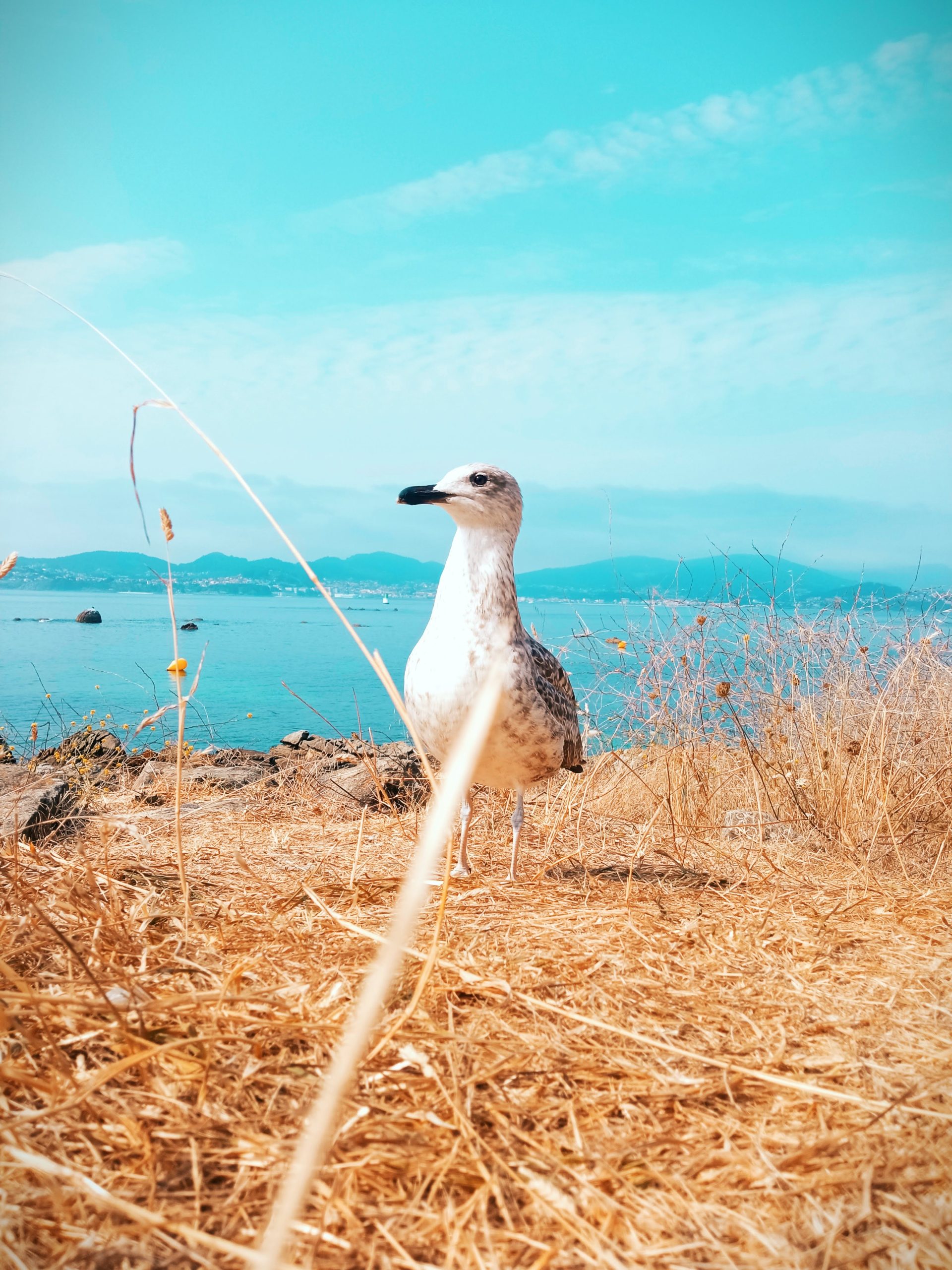 Alarma por Desaparición de Gaviota Patiamarilla