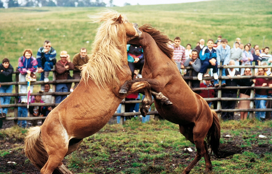 Rapa das Bestas de Sabucedo
