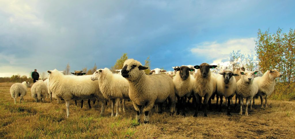  El descenso de ovejas en Galicia
