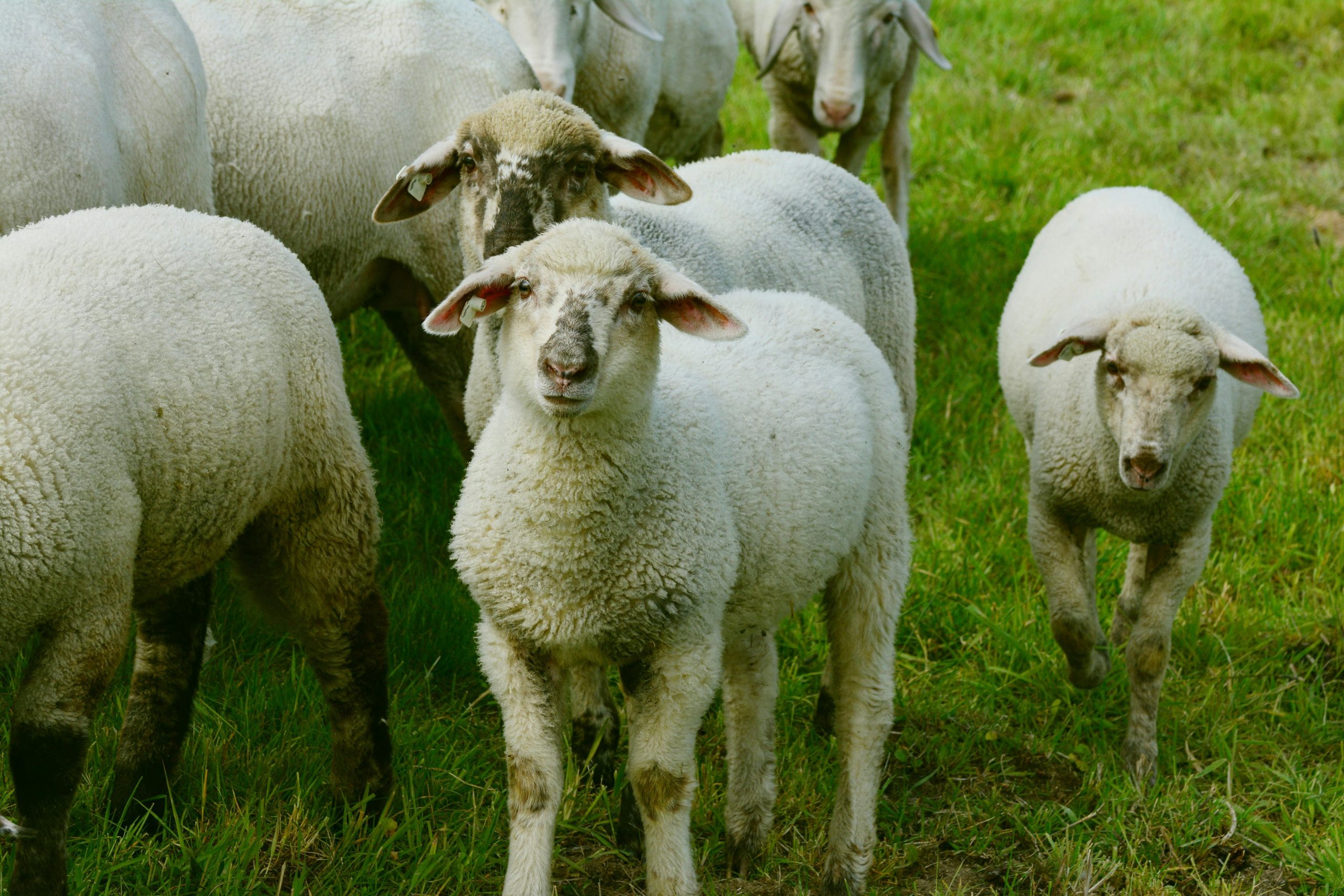 Alarma por el Descenso de Ovejas en Galicia