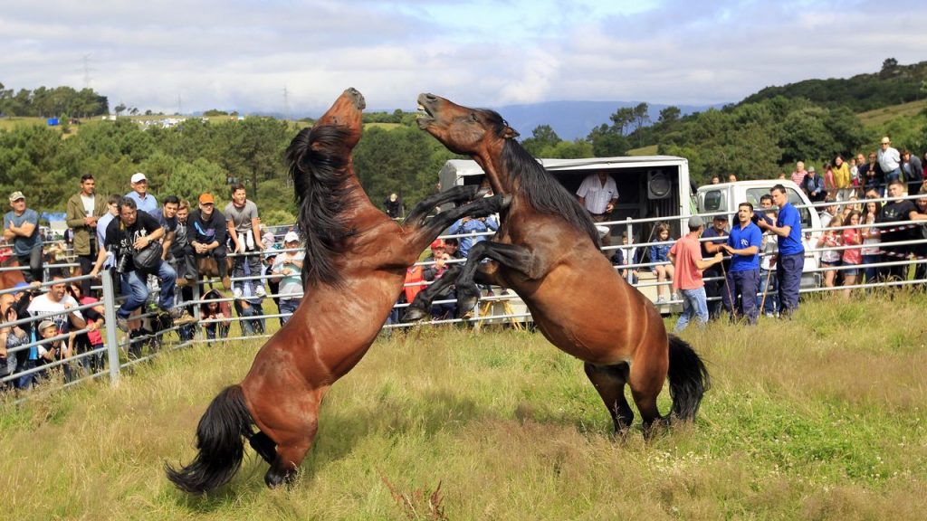Rapa das Bestas de Sabucedo