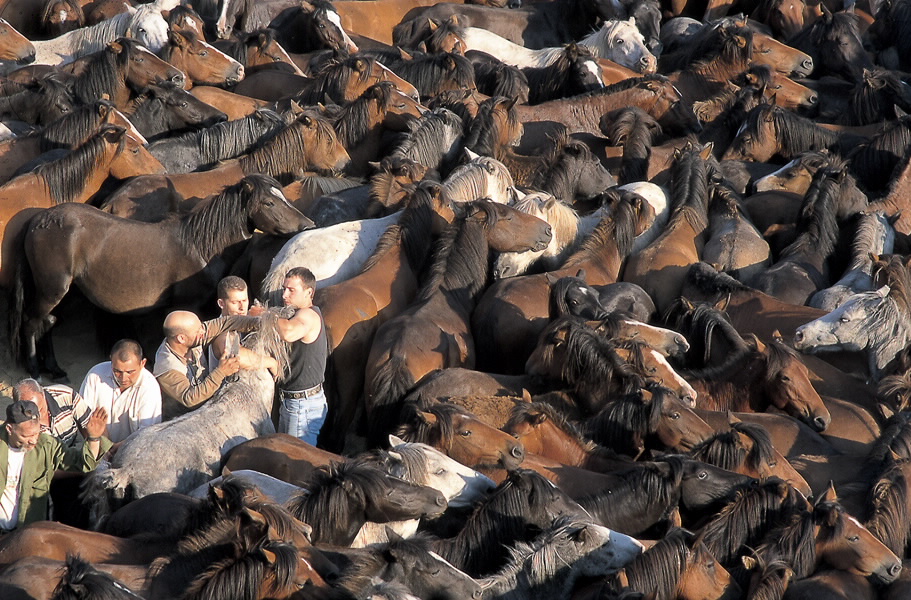 Rapa das Bestas de Sabucedo
