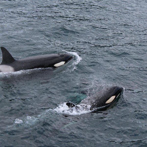 Orcas en la Ría de Vigo y Pontevedra