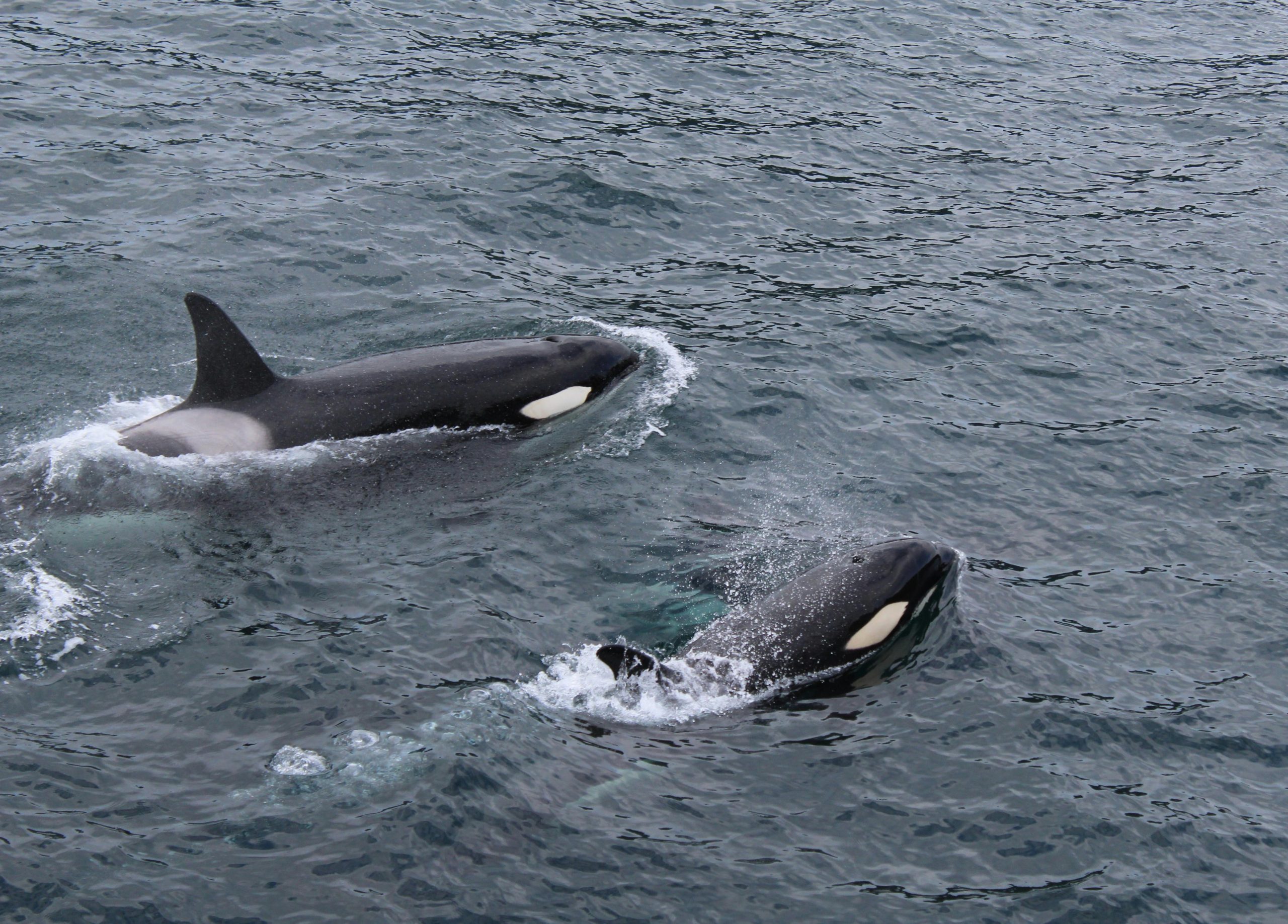 Orcas en la Ría de Vigo y Pontevedra