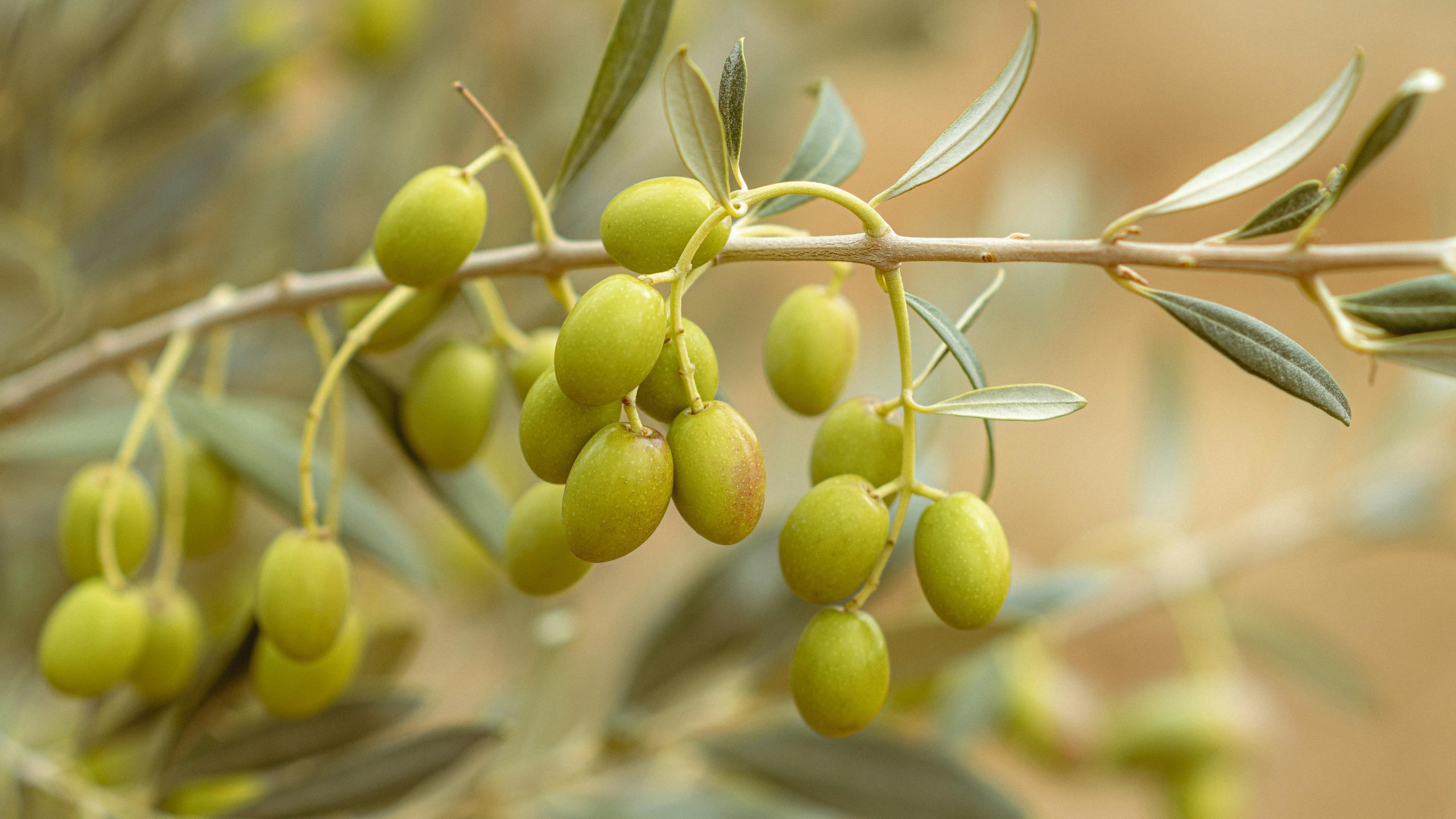 Mega–plantas solares vs. olivar tradicional en Andalucía