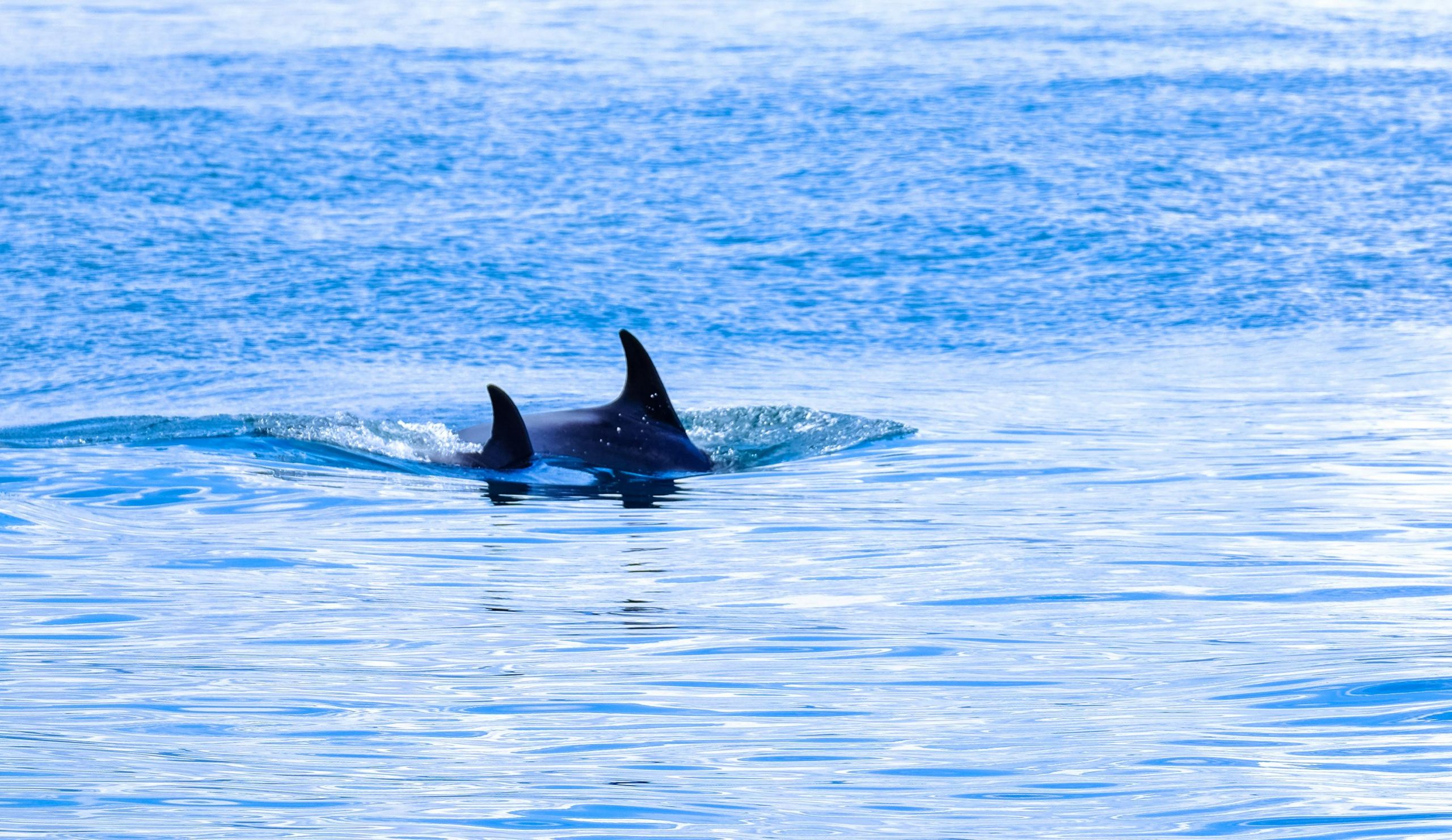 Delfines solitarios en la ría de Arousa