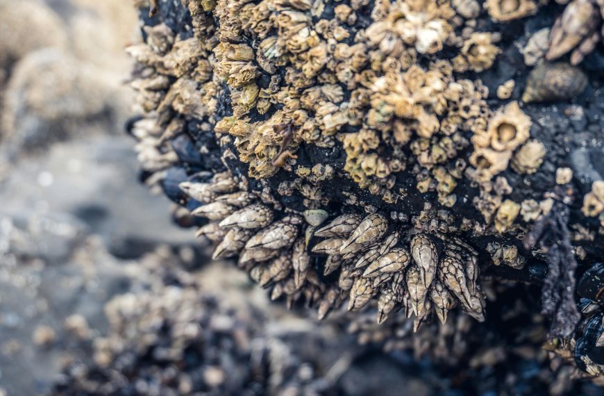 ampaña navideña del percebe en Ortegal y Ferrolterra