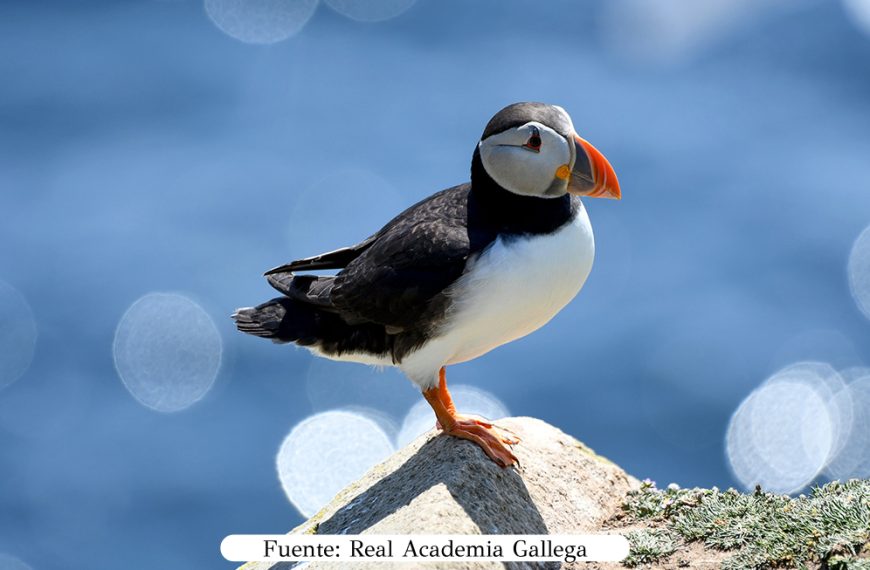 Liberación de arao papagaio en A Lanzada
