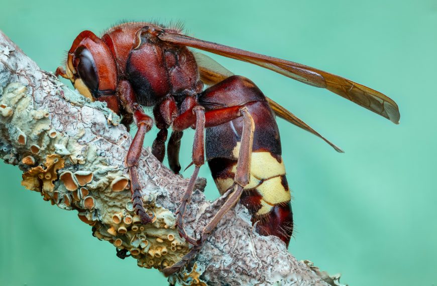 avispa velutina en Galicia