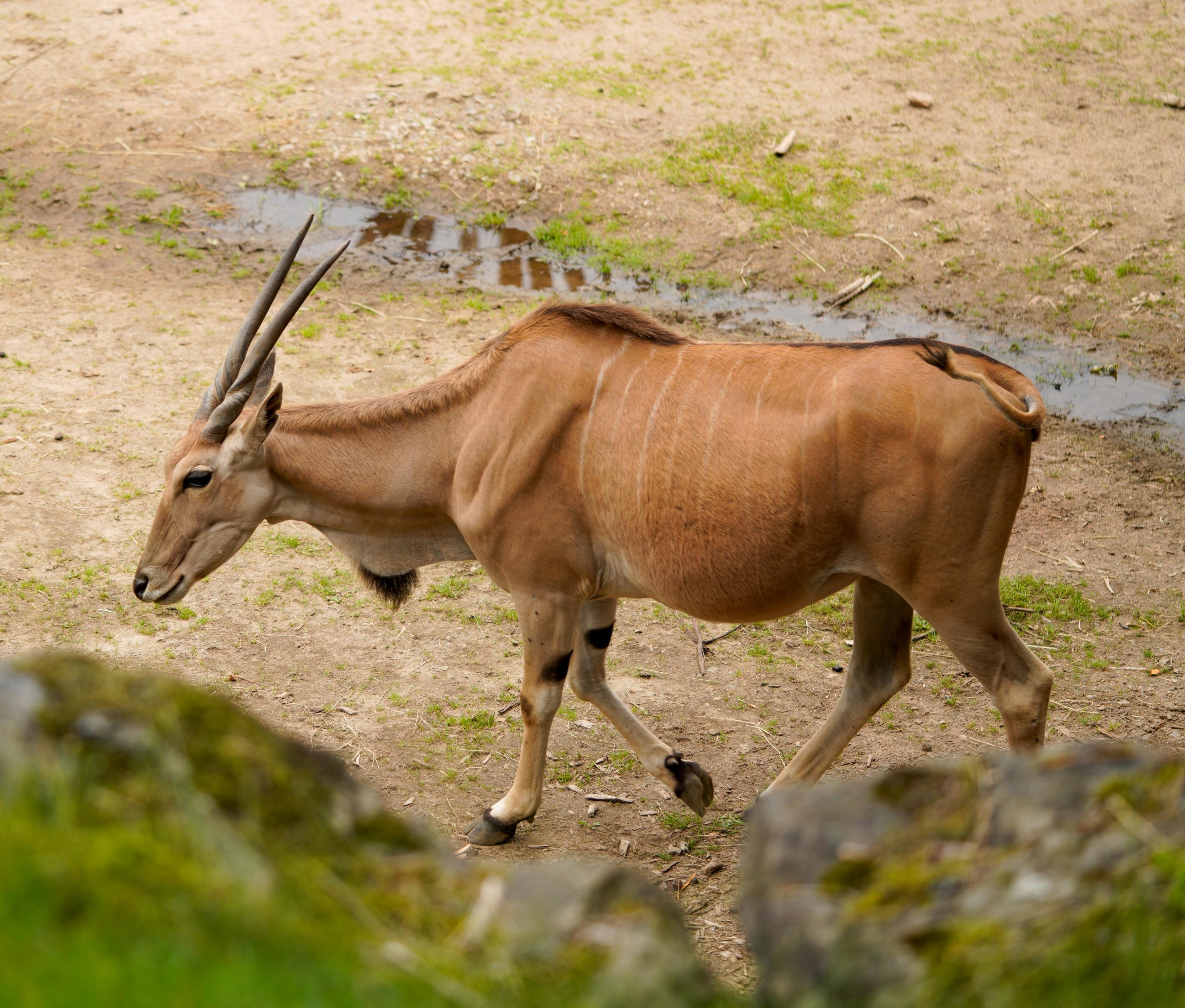Visita la Exposición 'Comedy Wildlife. Premios de fotografía' en A Coruña